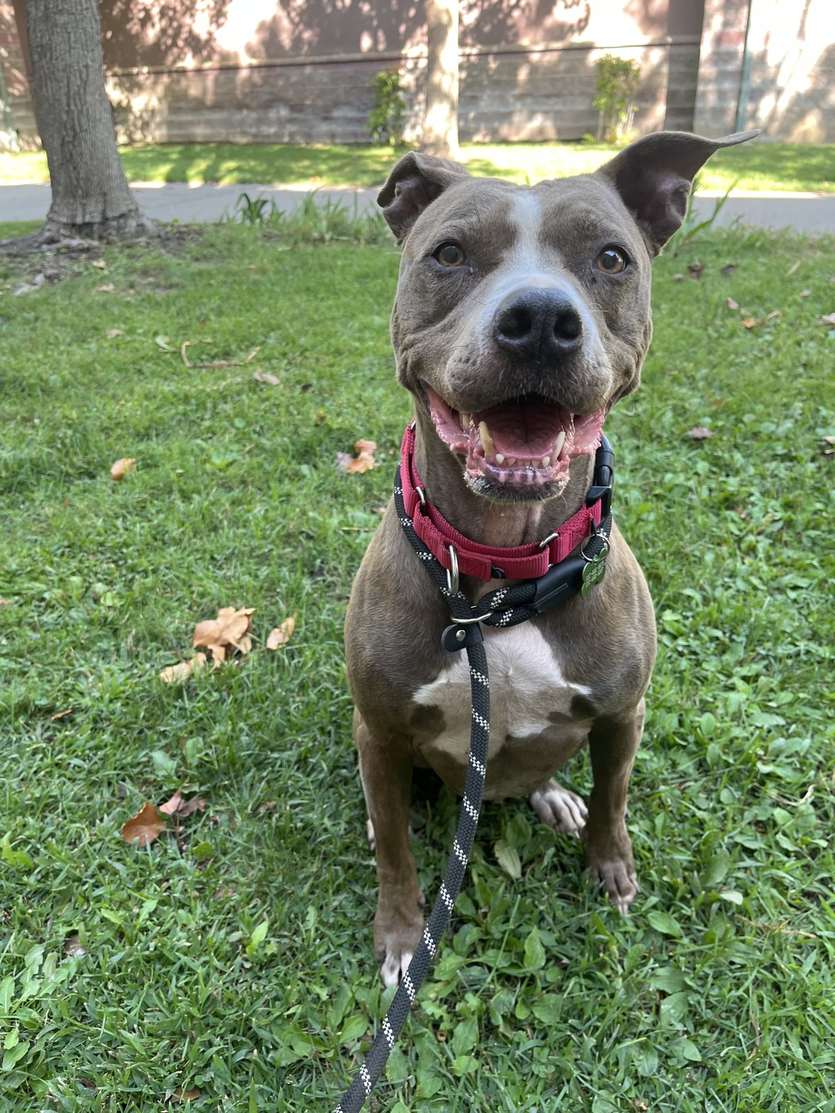 Zoey, our currently featured adoptable dog