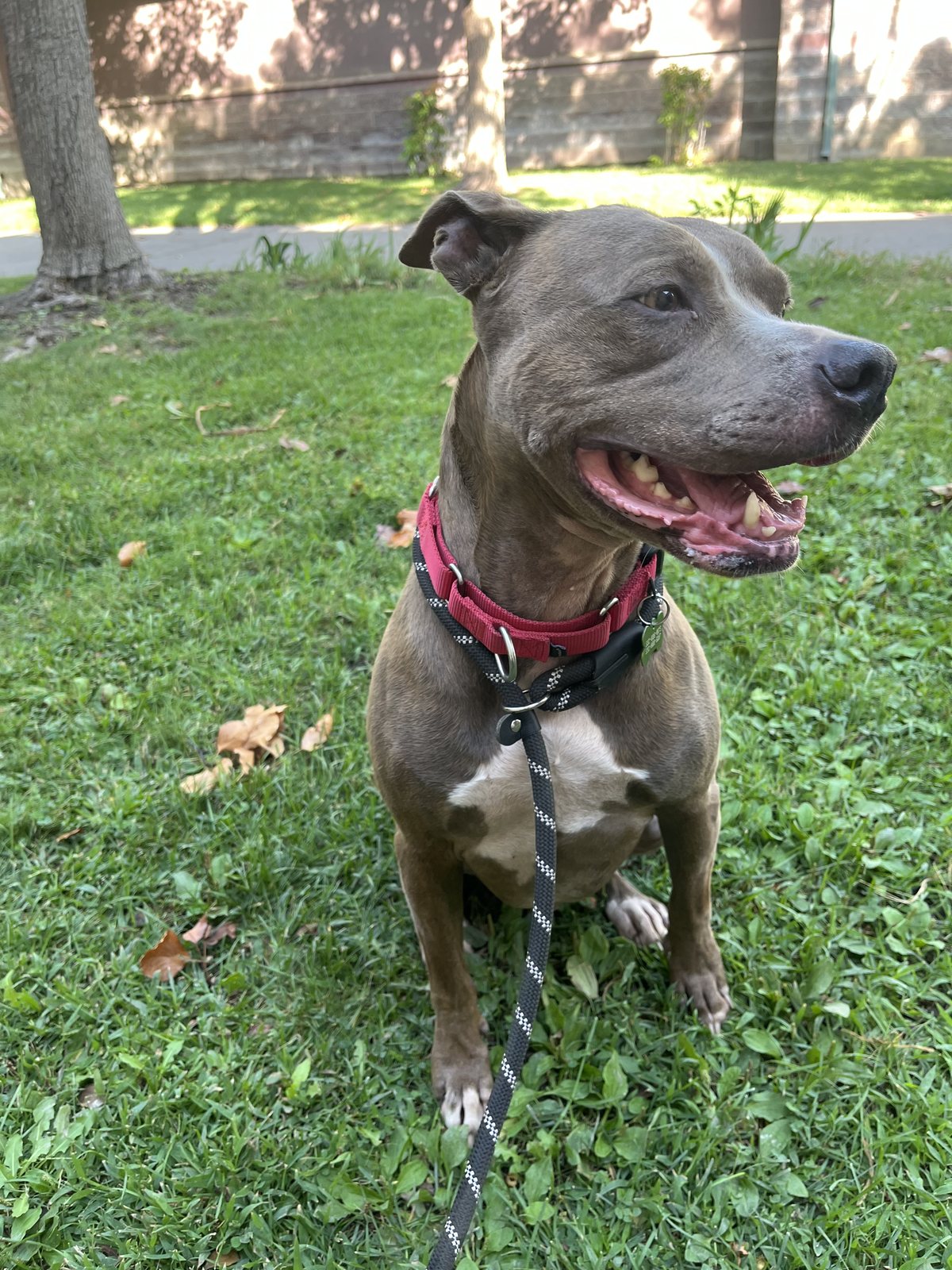 Zoey sitting on the grass, looking up
