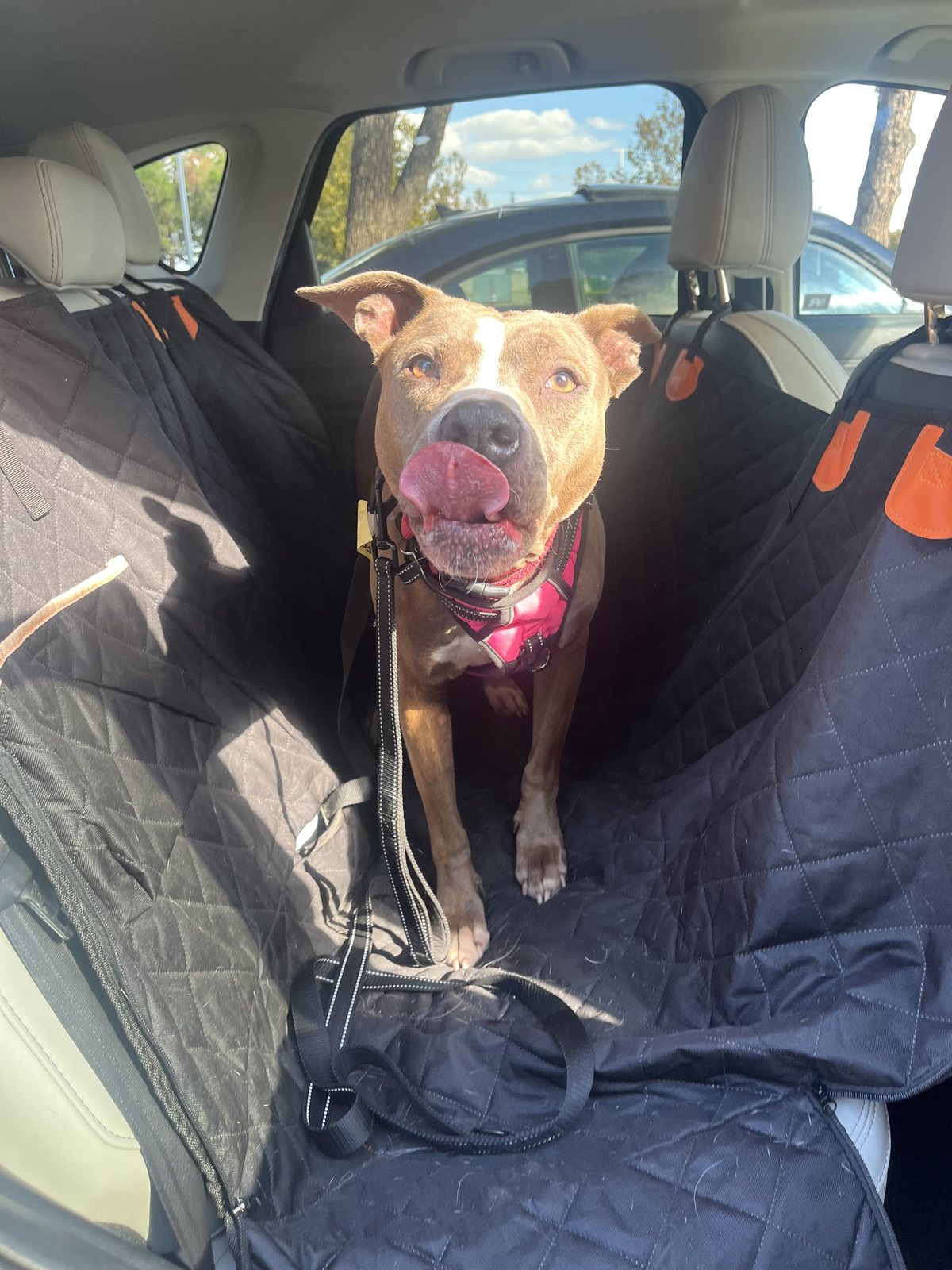 Zoey in the back seat, tongue out, ready for a ride