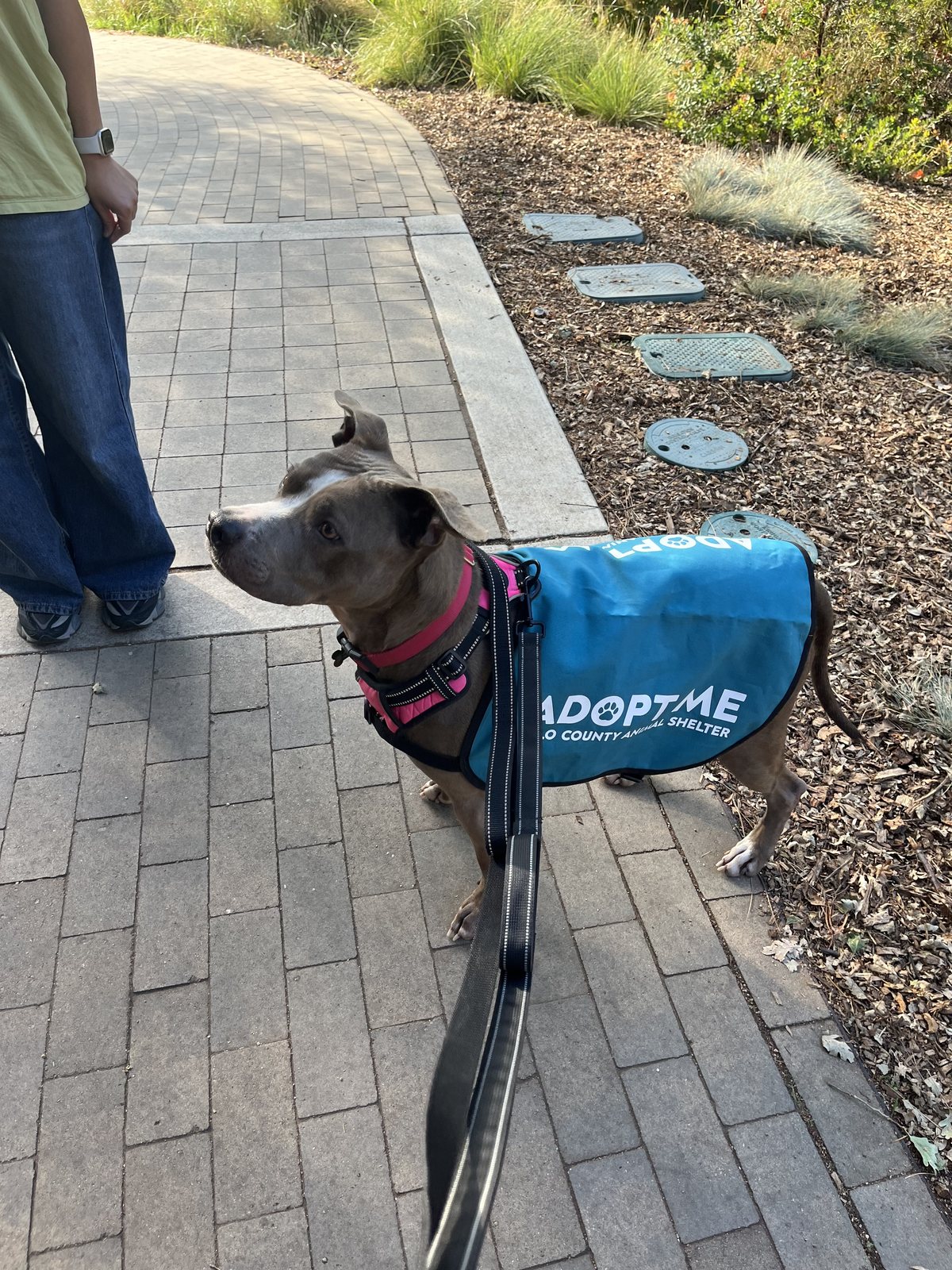 Zoey in the car wearing the Adopt Me vest