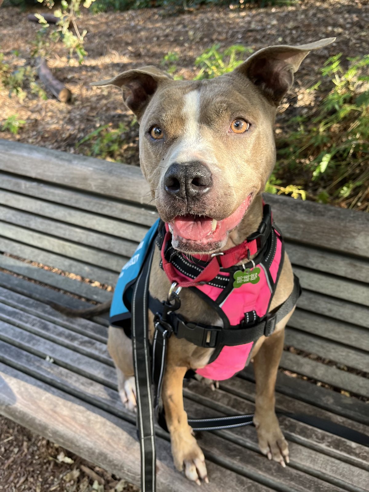 Zoey on a park bench