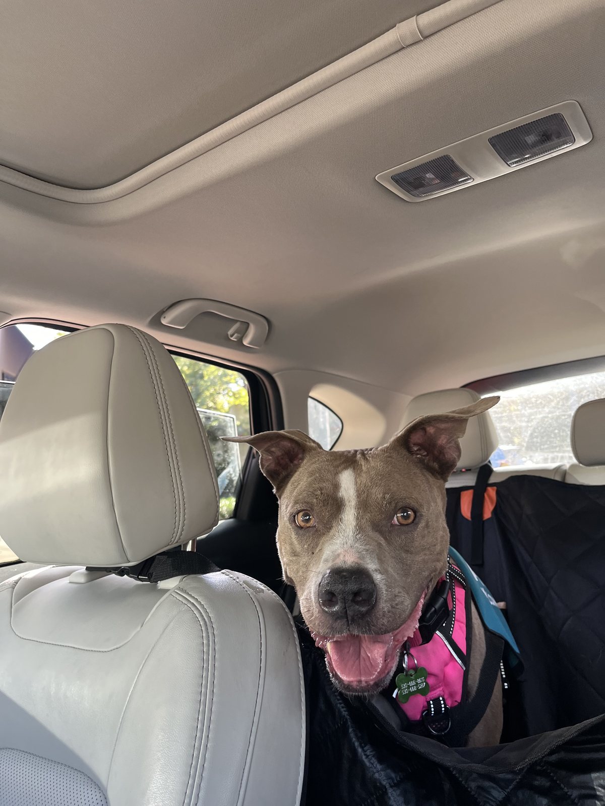 Zoey in the car