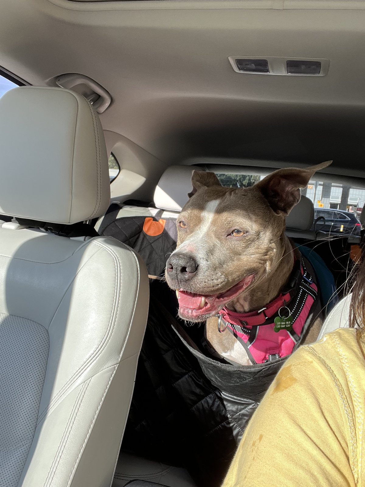 Zoey sleepy in the car