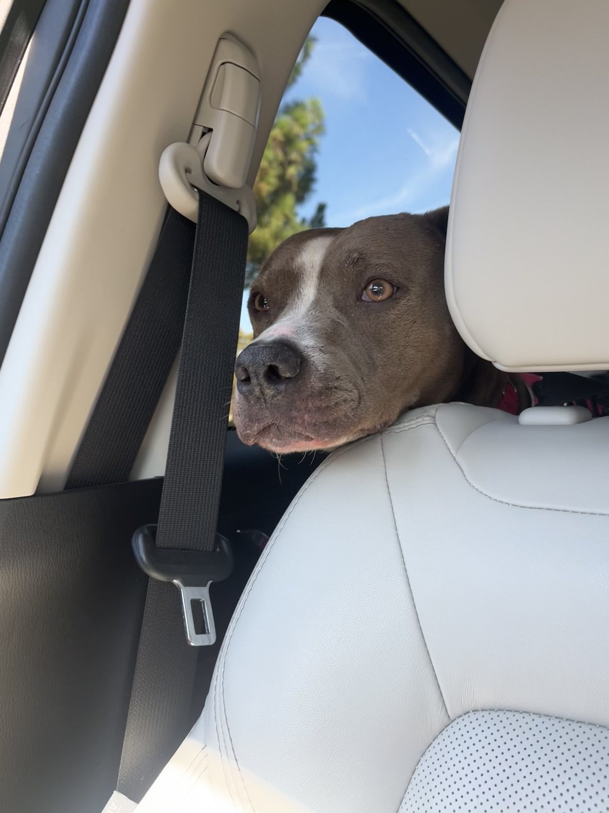 Zoey resting her chin on the car seat