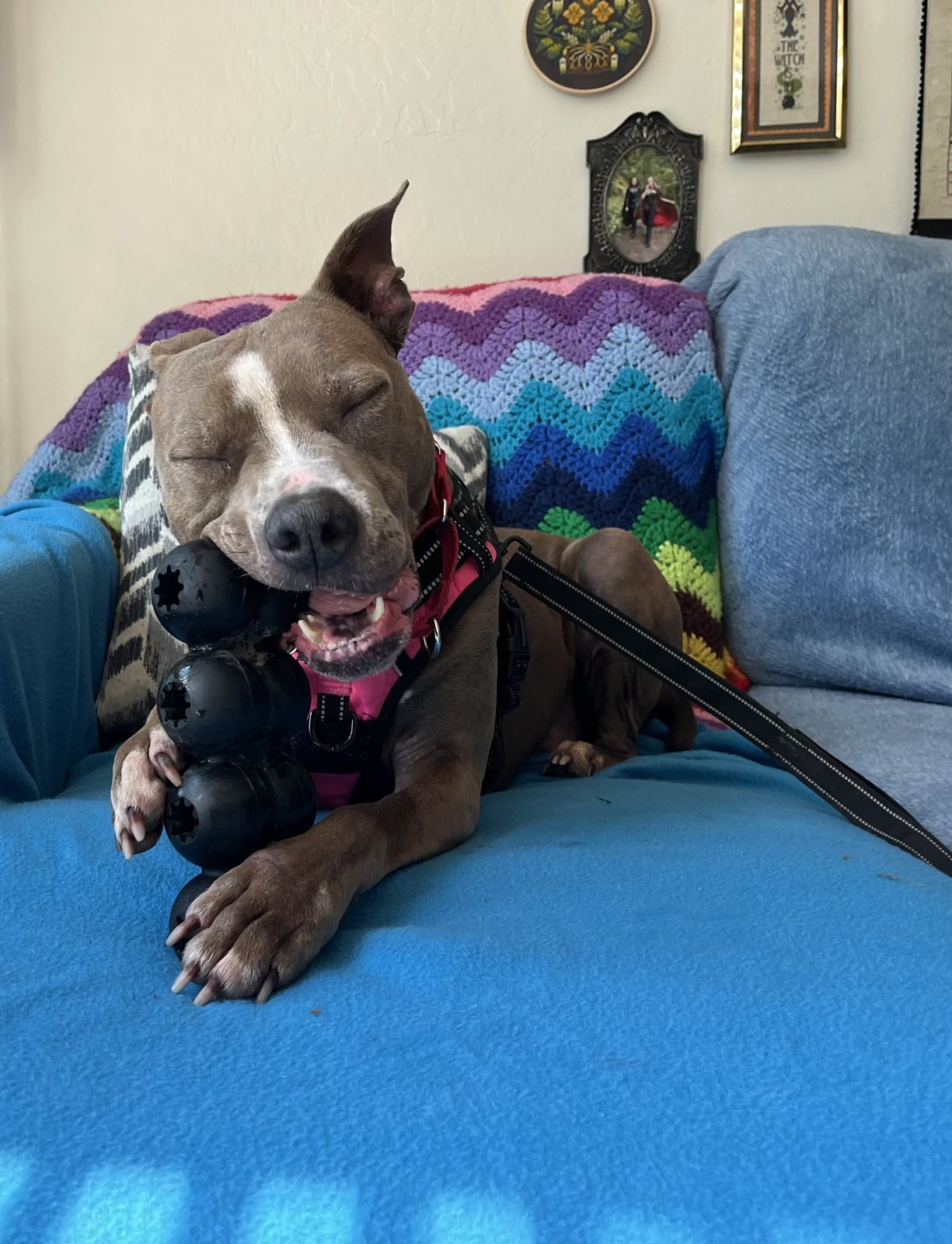 Zoey with toy