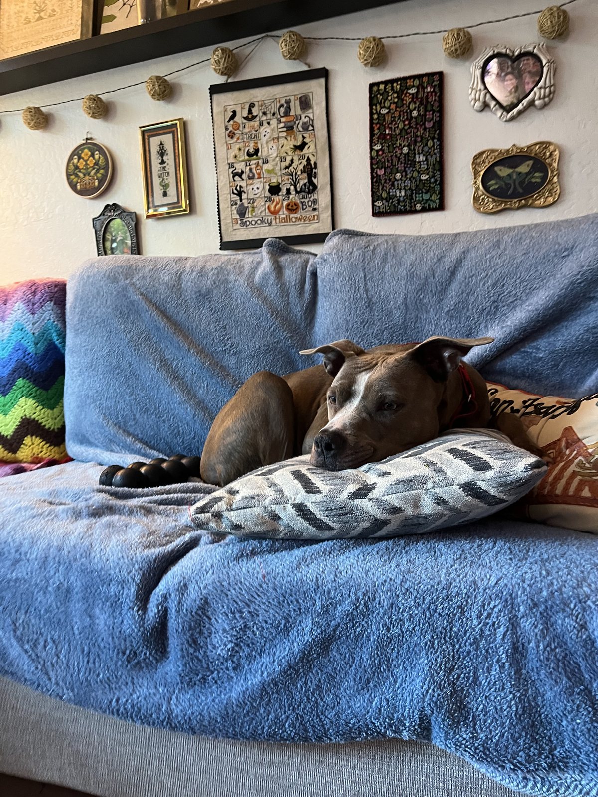 Zoey resting her chin on a pillow on the couch