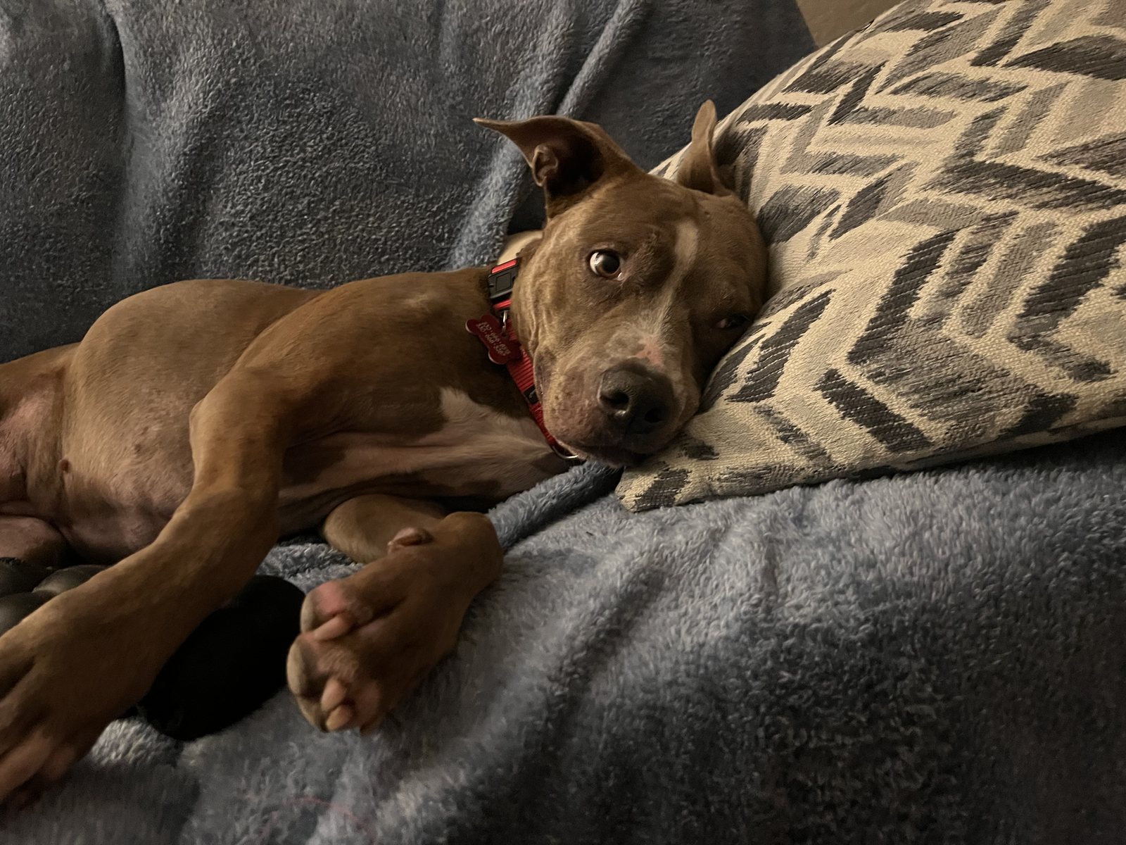 Zoey napping