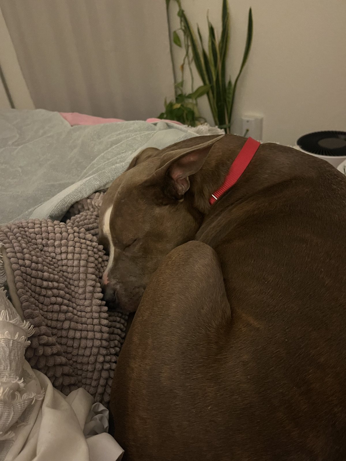Zoey curled on the couch