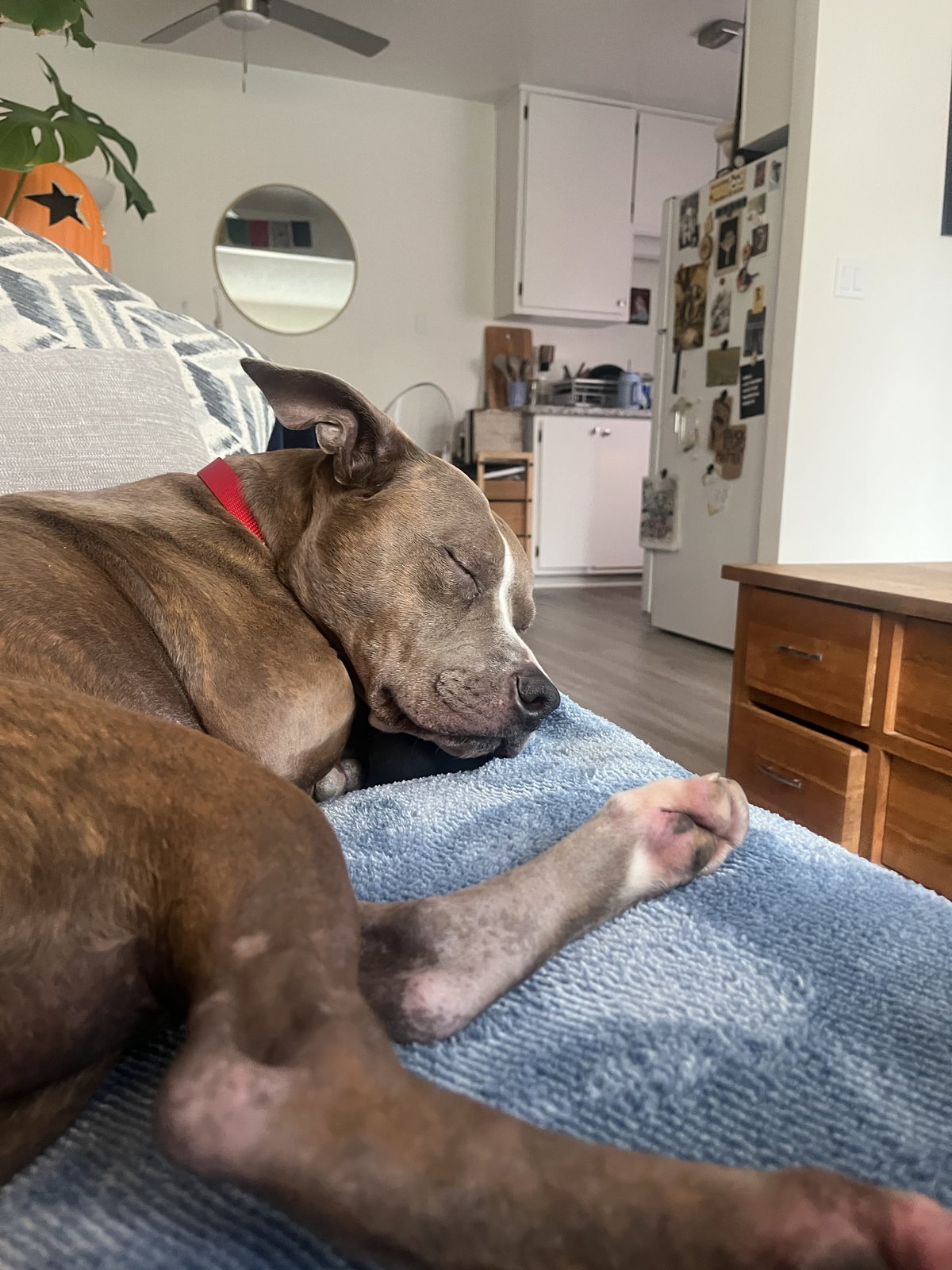 Zoey on a bed