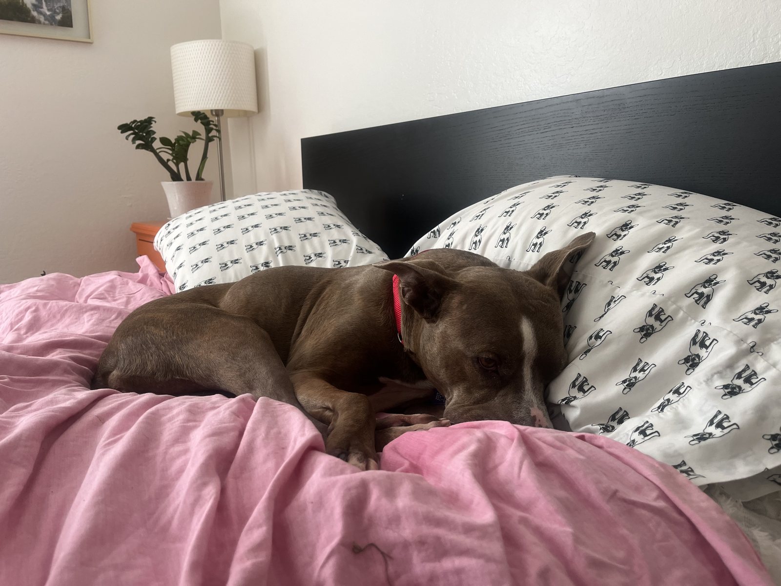 Zoey napping in the bedroom