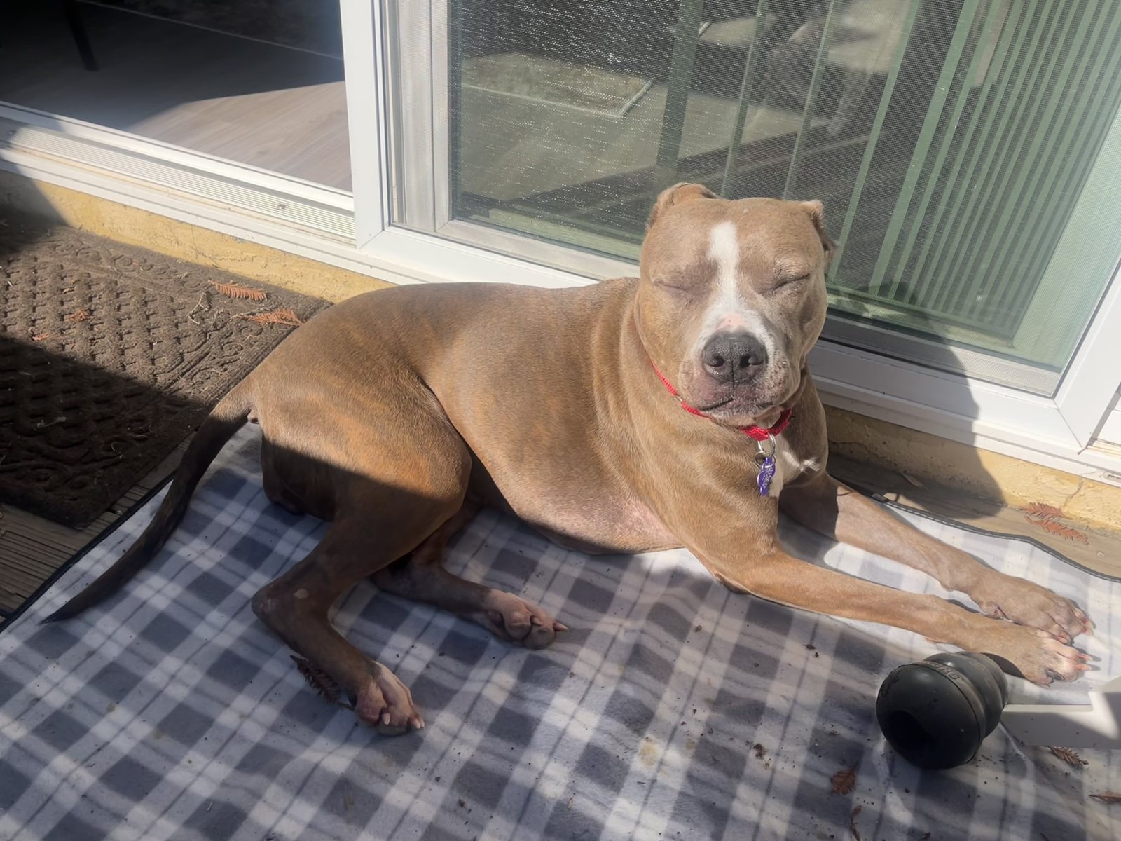 Zoey sunbathing