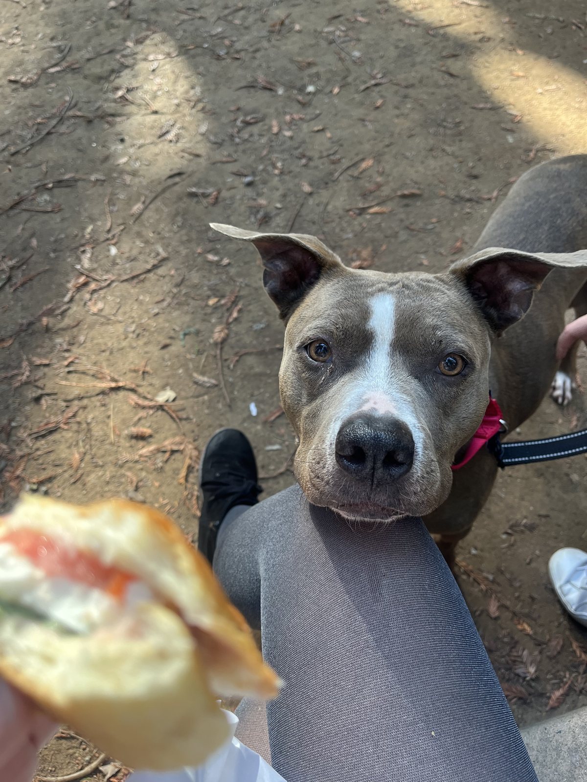 Zoey on a walk