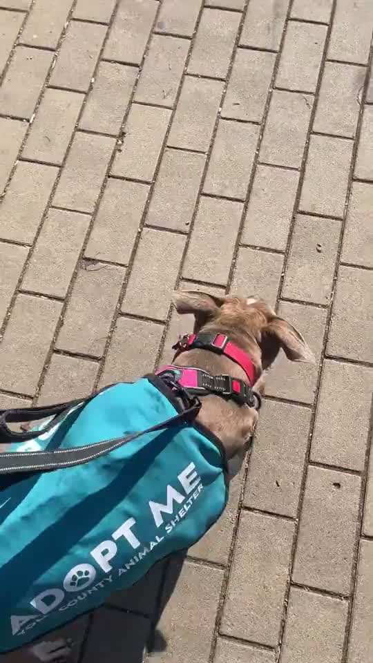 Top-down view of Zoey walking in her Adopt Me vest